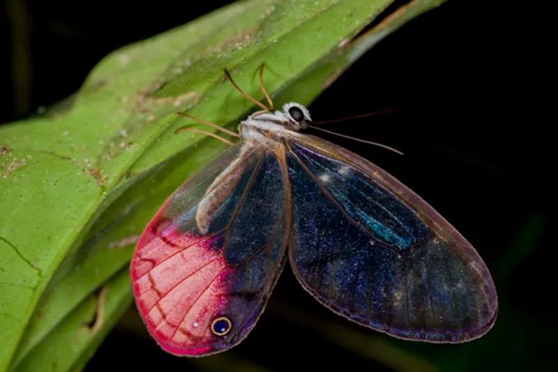 Night Wildlife