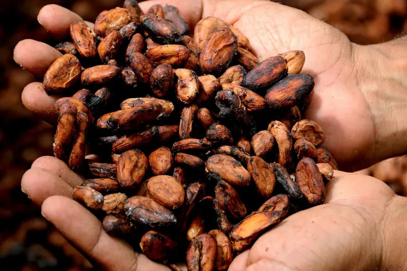 peruvian cacao