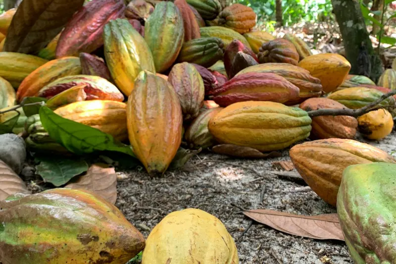 peruvian cacao