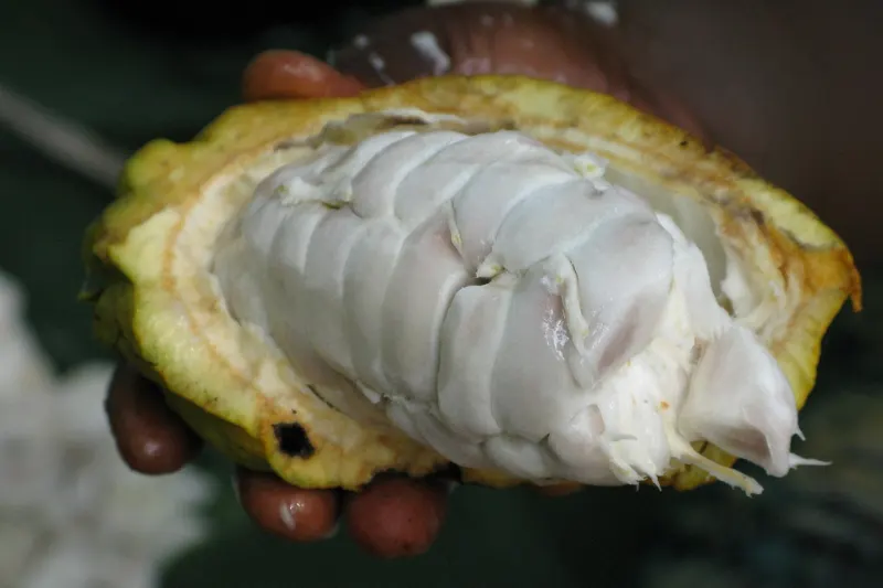 peruvian cacao