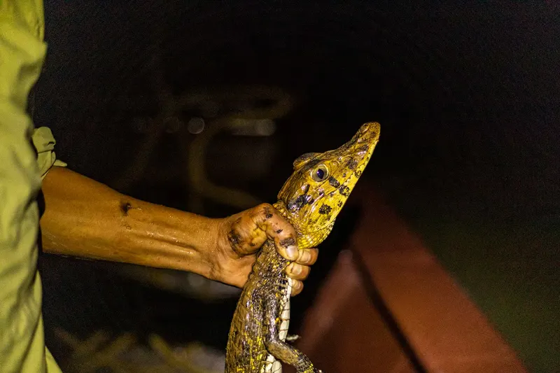 Night Wildlife