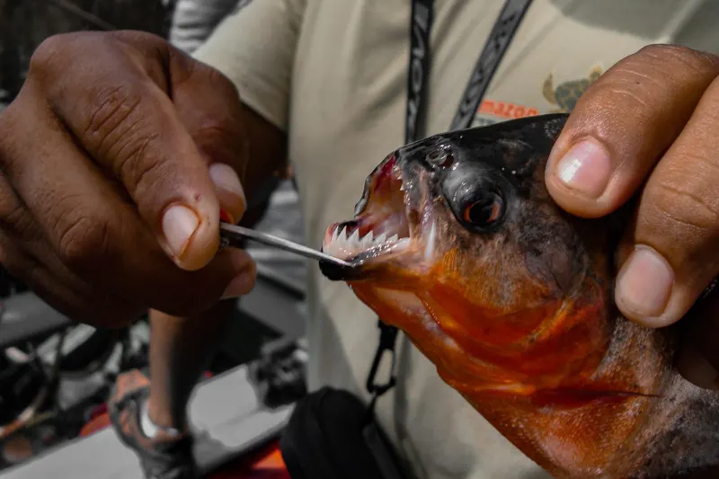 Piranha fishing