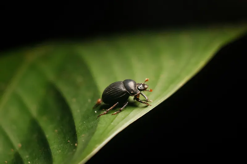 Night Wildlife