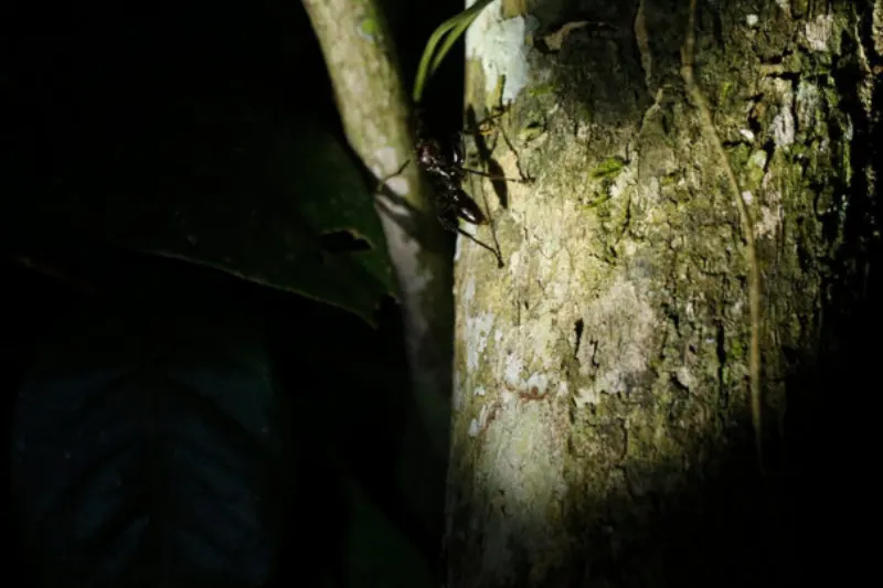 Night Wildlife