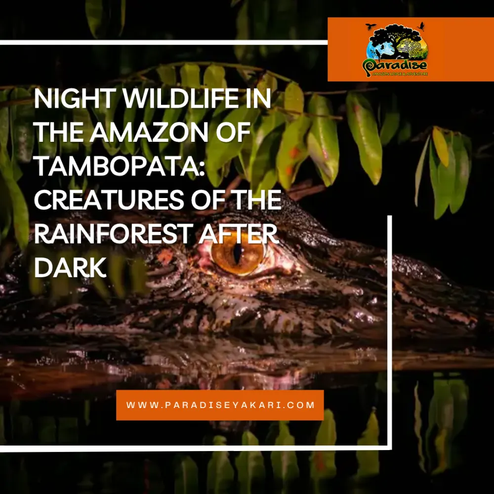 Night Wildlife