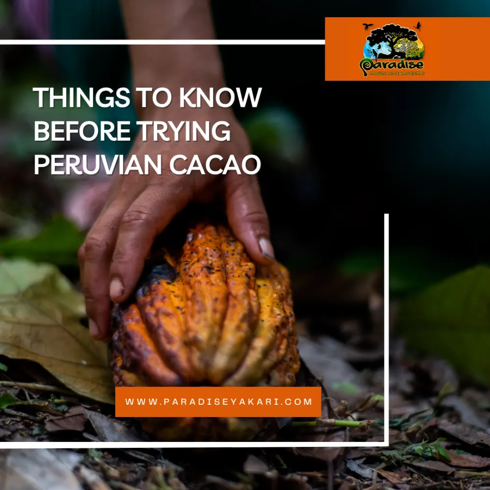 peruvian cacao