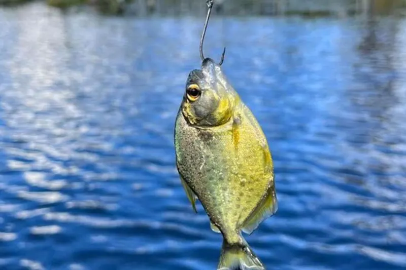 Piranha fishing