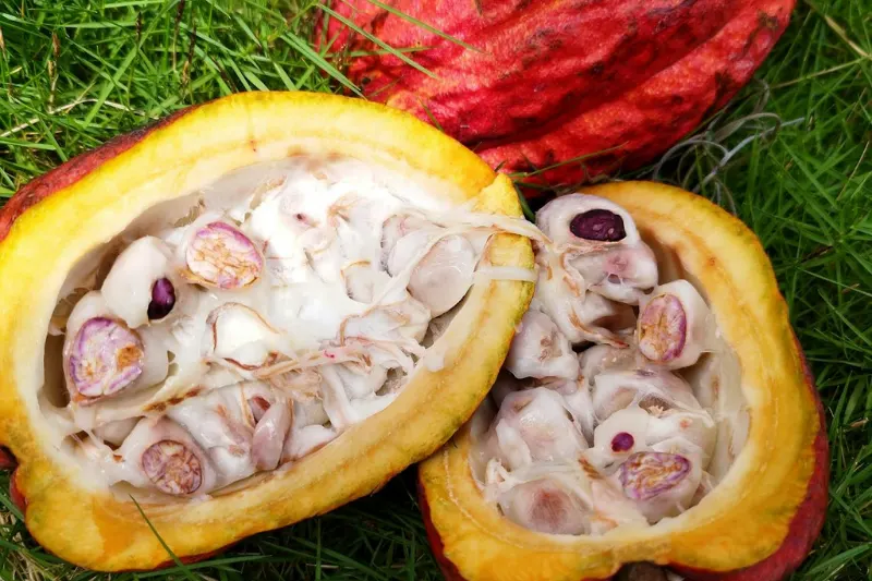 peruvian cacao