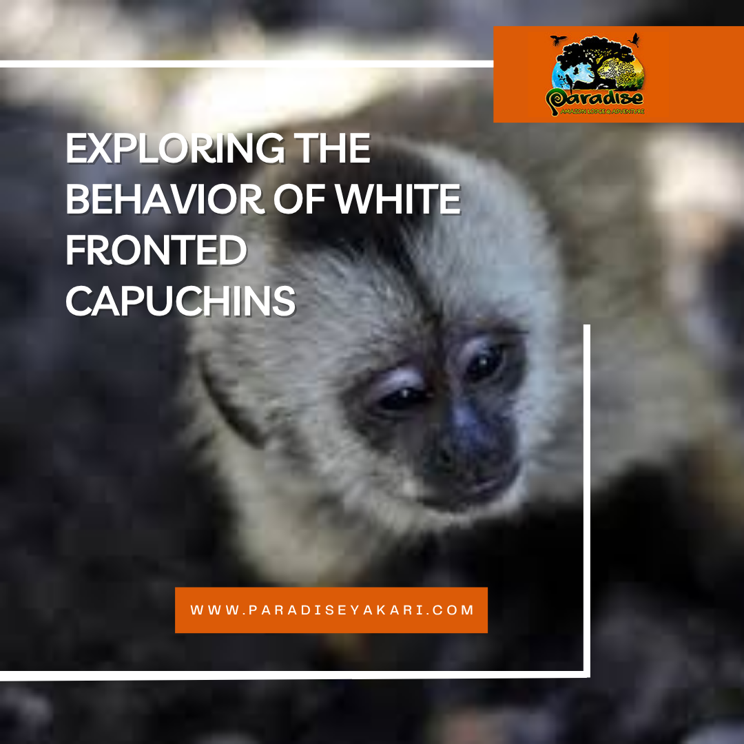 White Fronted Capuchin