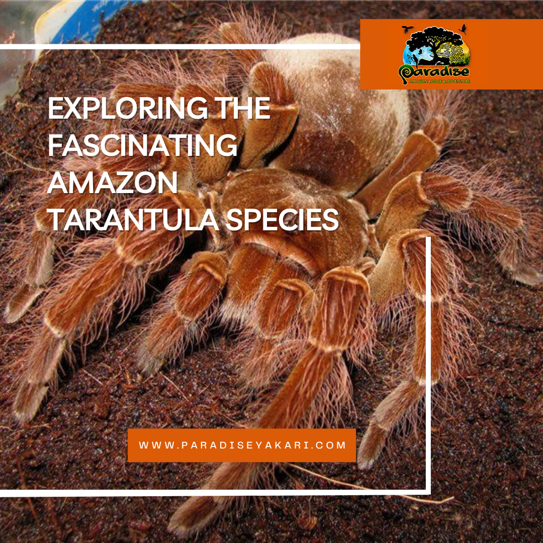 Amazon Tarantula