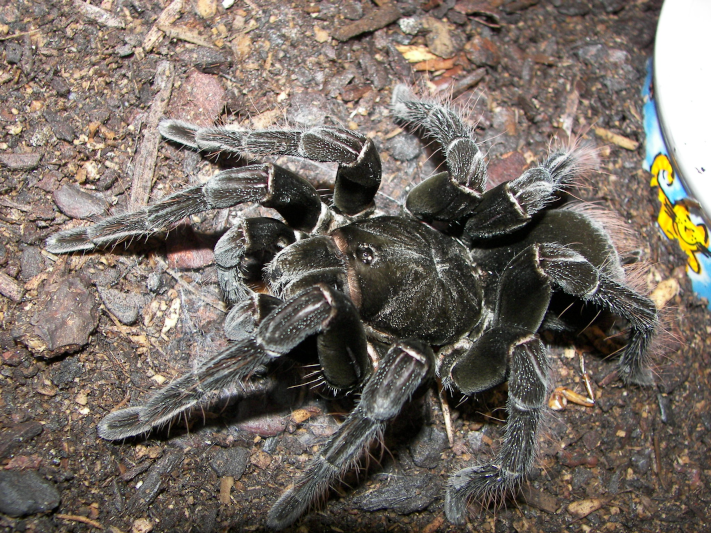 Amazon Tarantula