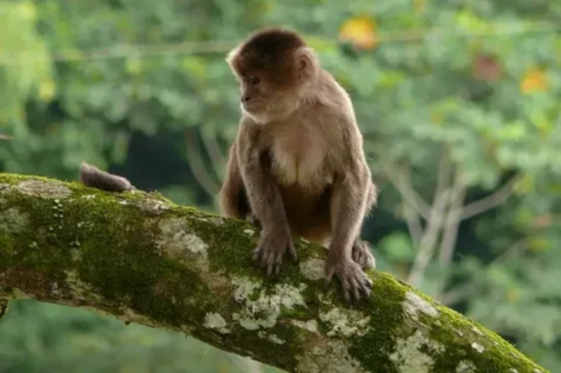 White Fronted Capuchin