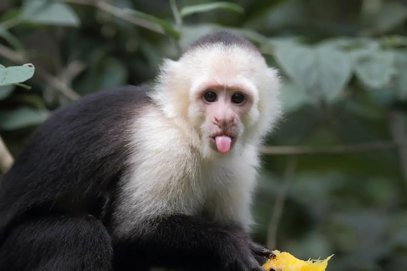 White Fronted Capuchin