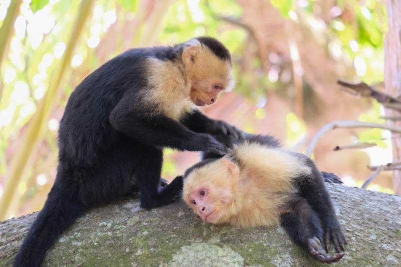 White Fronted Capuchin