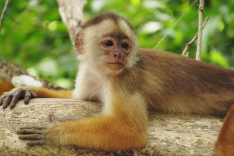 White Fronted Capuchin