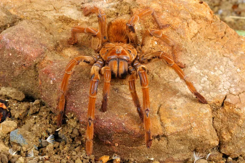 Amazon Tarantula