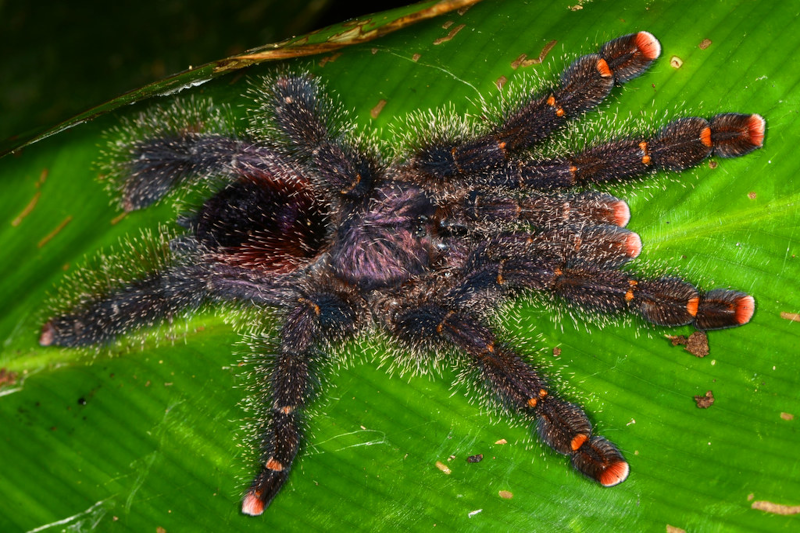 Amazon Tarantula