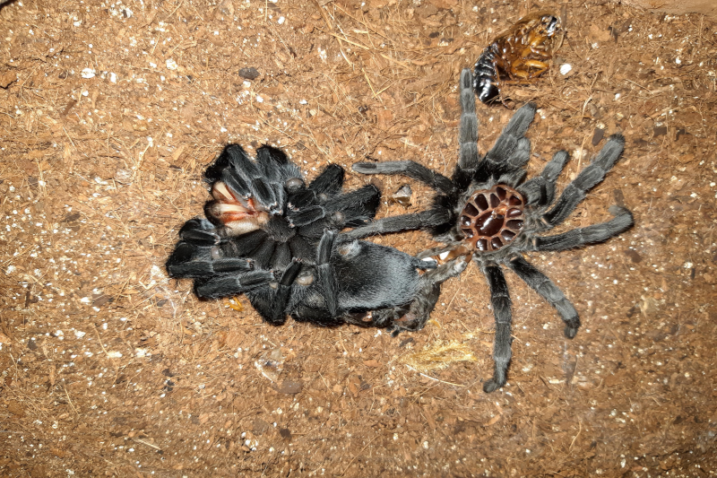 Amazon Tarantula