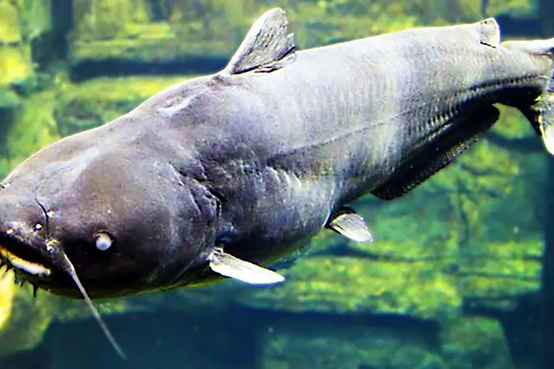catfish