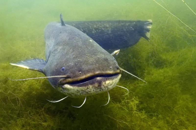 catfish