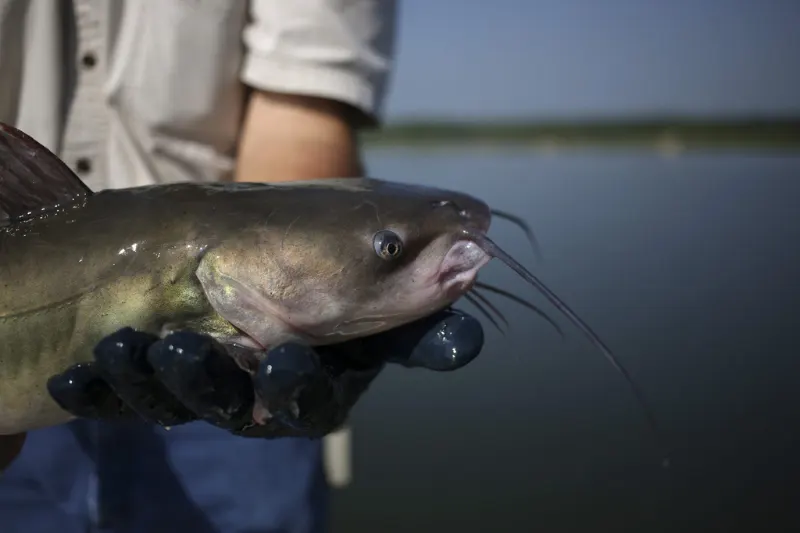 catfish
