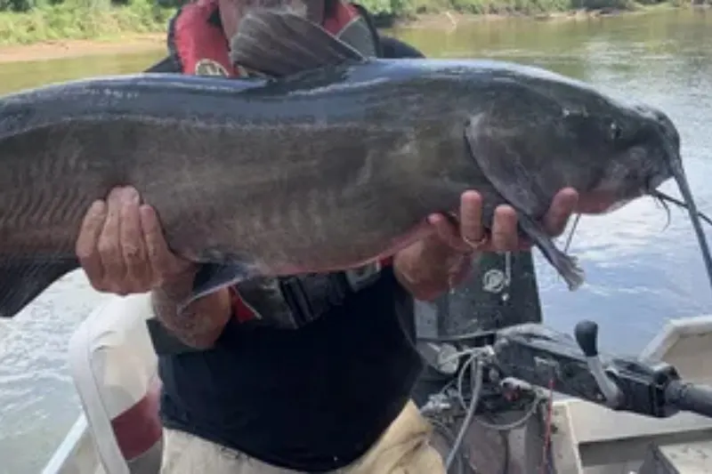 catfish