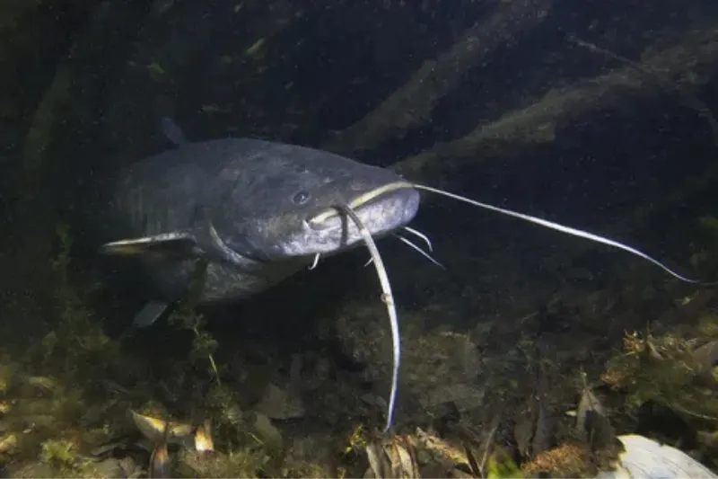 catfish