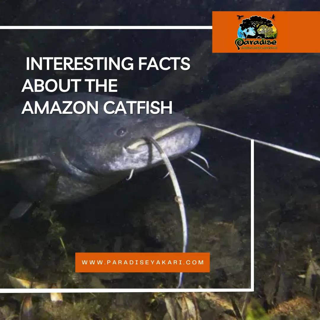 catfish