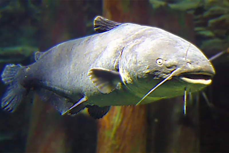 catfish