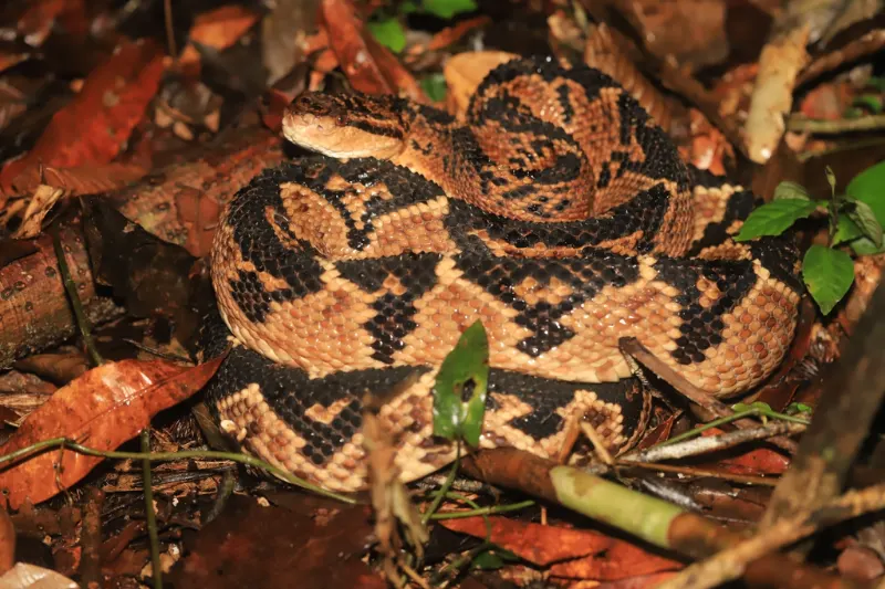 shushupe snake