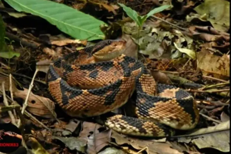 shushupe snake