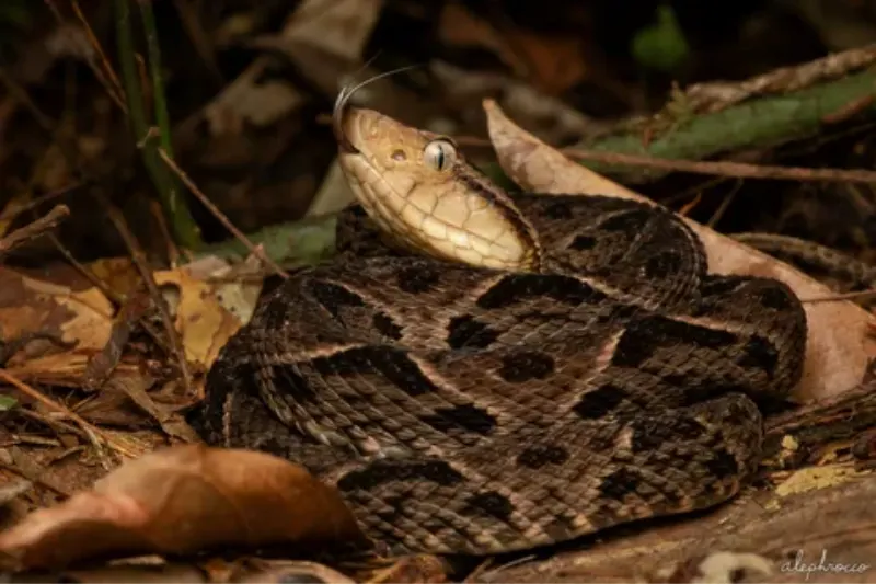 shushupe snake