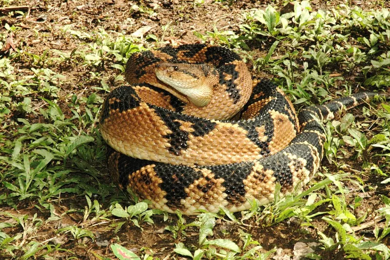 shushupe snake