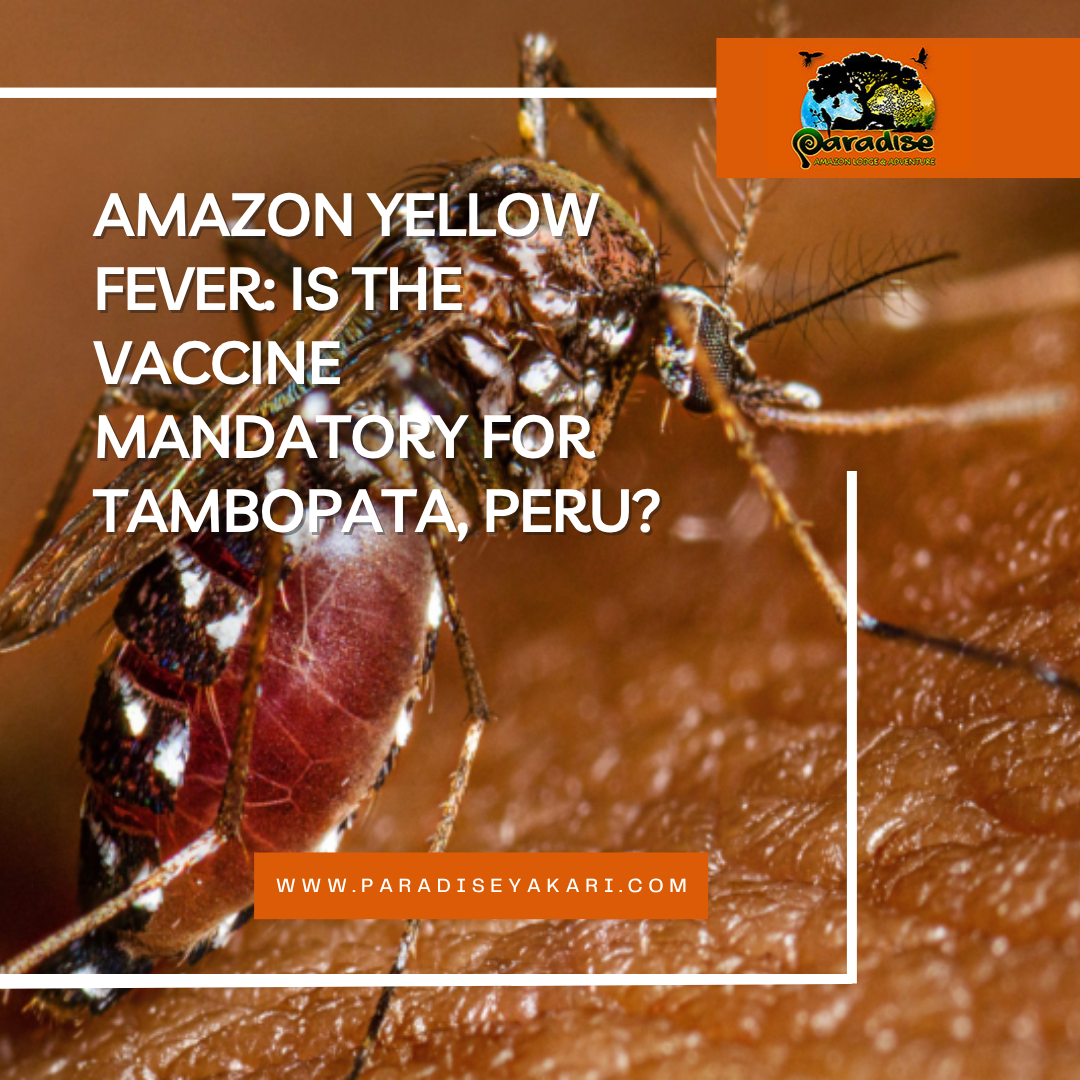 Amazon Yellow Fever