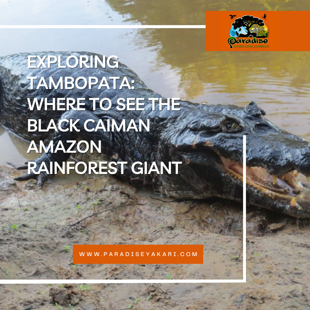 Black Caiman Amazon Rainforest