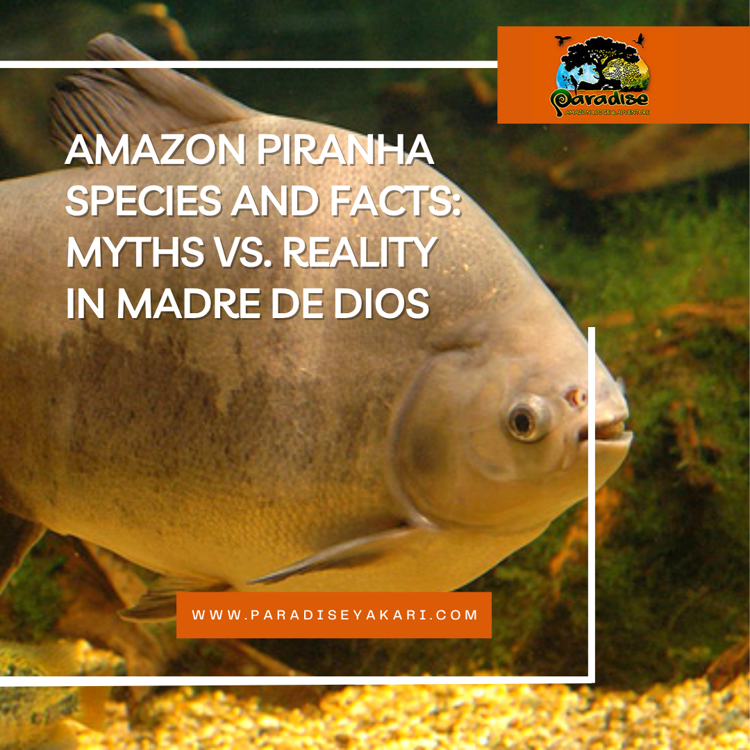 amazon piranha