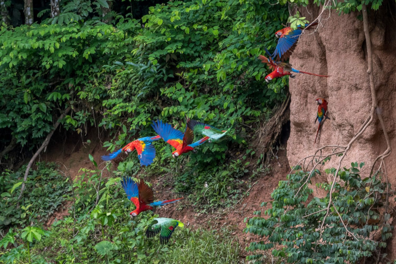 Madre de Dios Peru