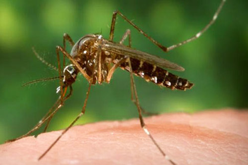 Amazon Yellow Fever