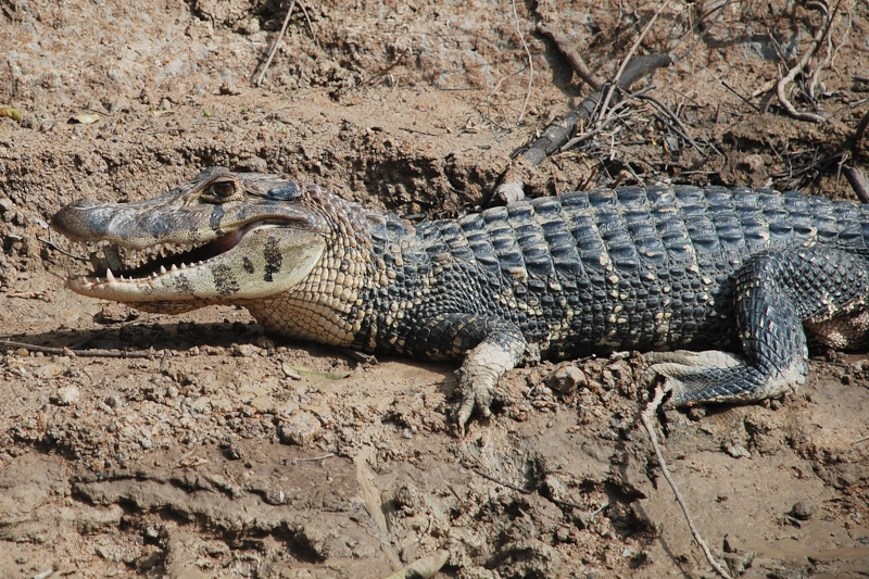 Black Caiman Amazon Rainforest
