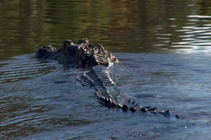 Black Caiman Amazon Rainforest