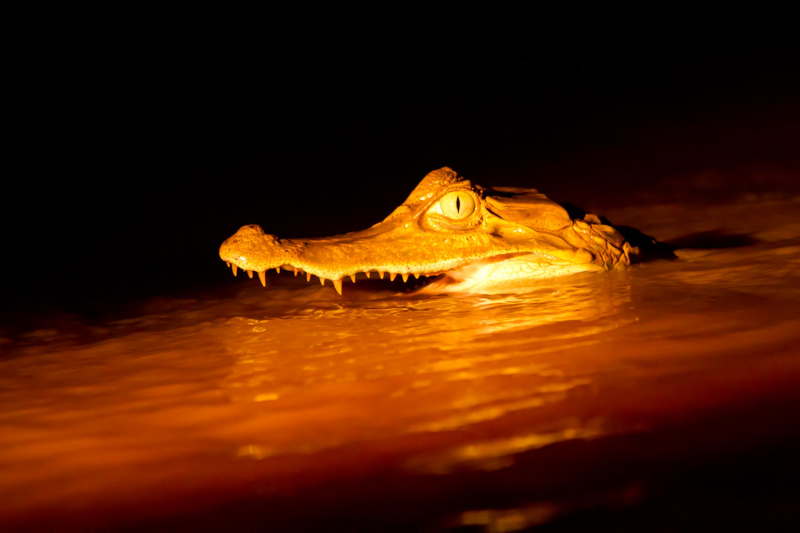 Black Caiman Amazon Rainforest