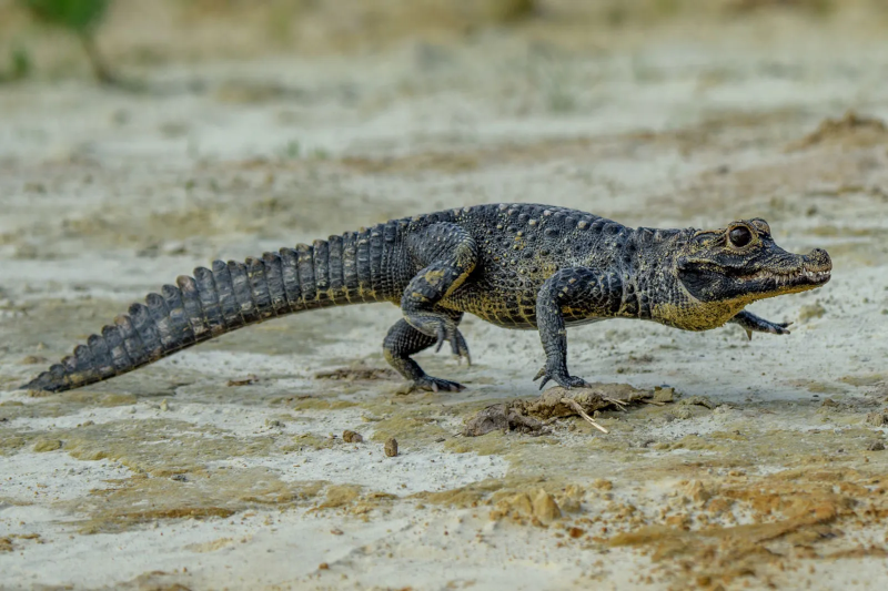 Black Caiman Amazon Rainforest
