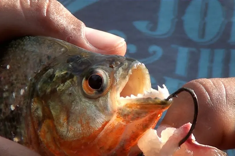 amazon piranha