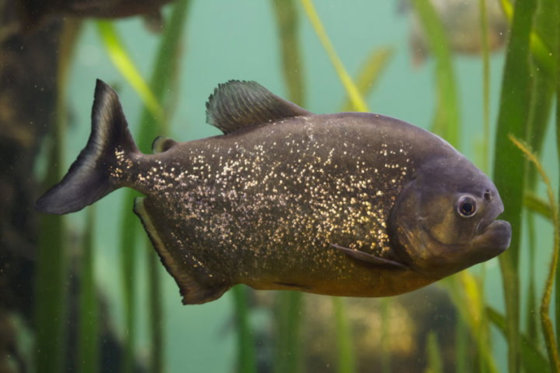 amazon piranha
