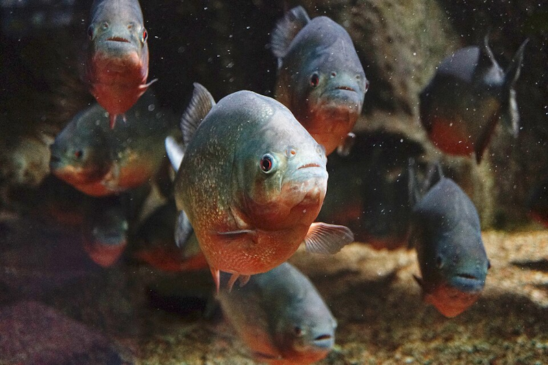 amazon piranha