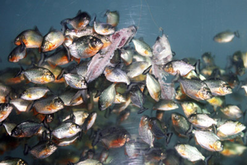 amazon piranha
