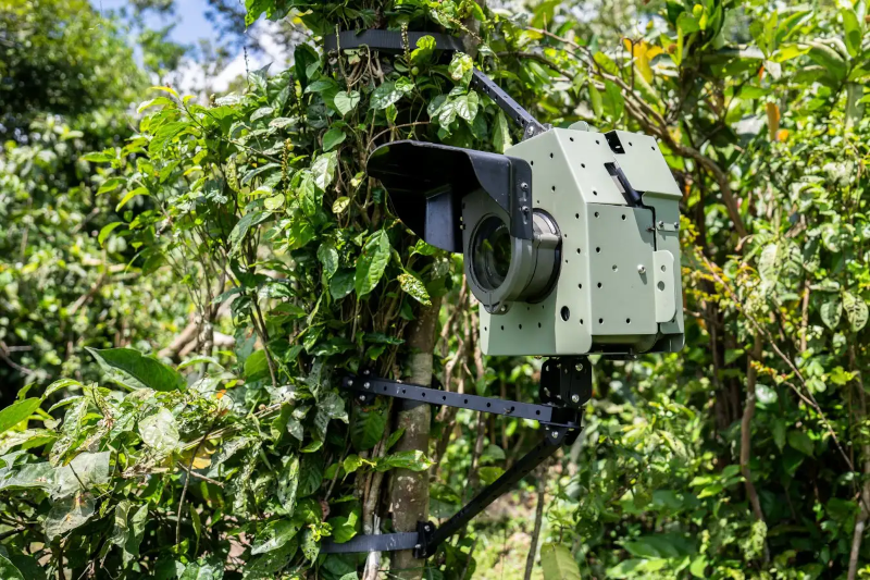 camera trapping