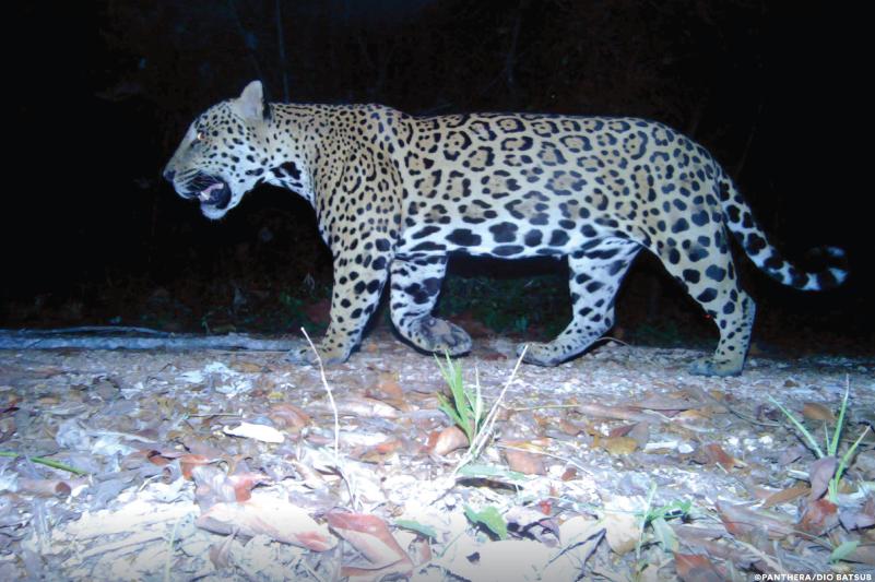 camera trapping