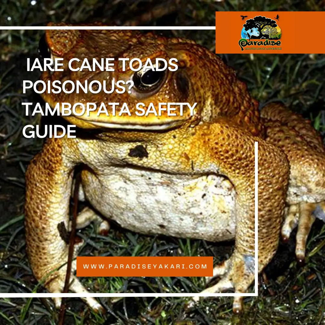 are cane toads poisonous