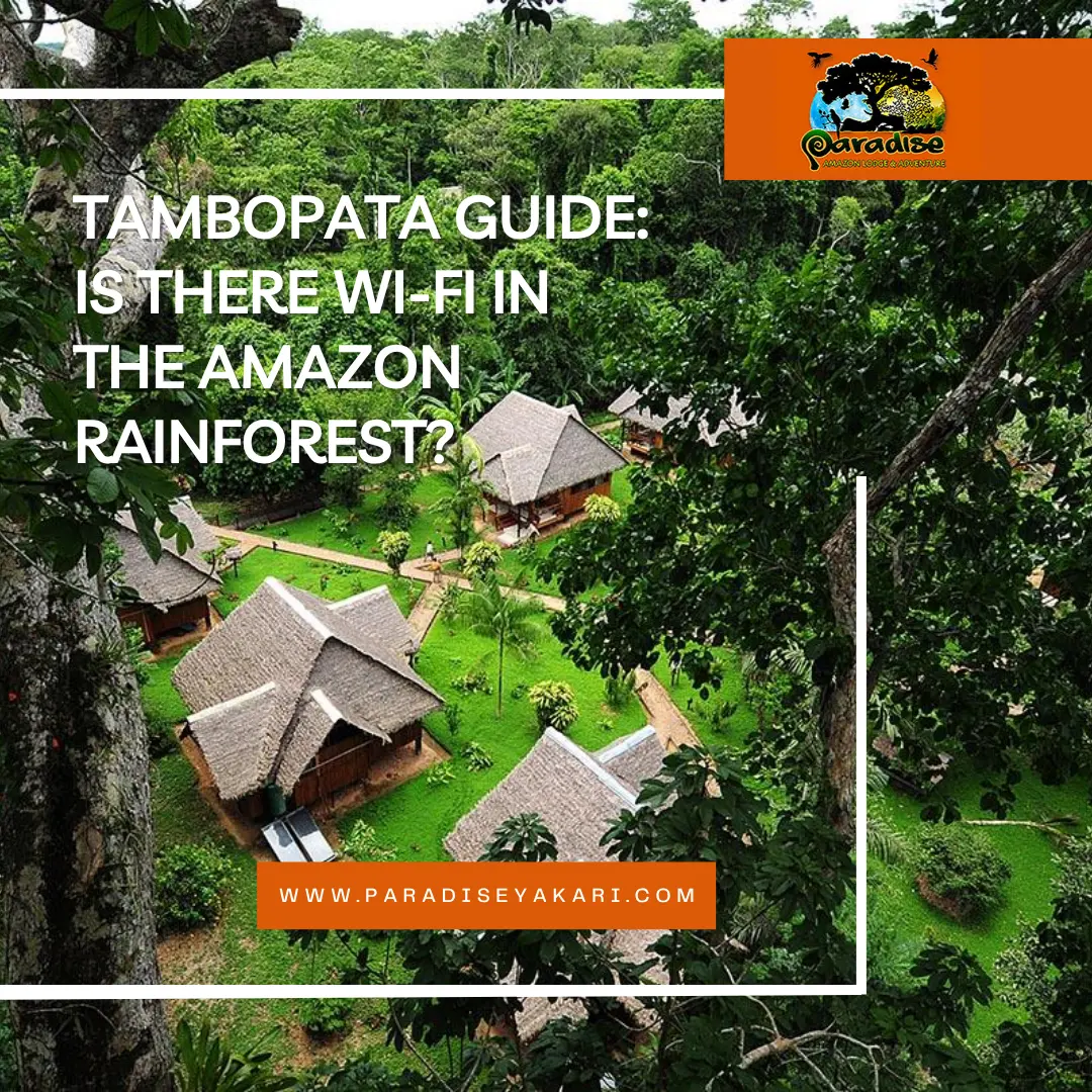 wifi in the amazon rainforest